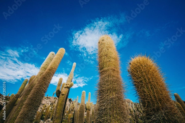 Obraz Cactuses in Uyuni salt flats