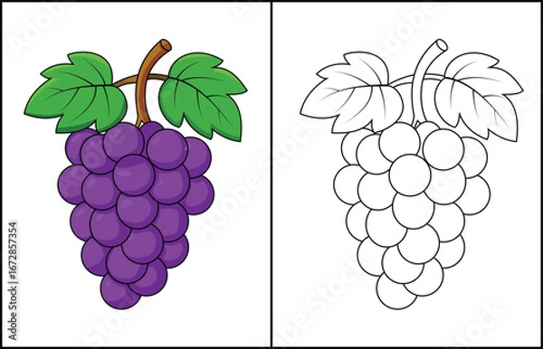 Obraz Grapes Coloring Page with Colored Example Illustration