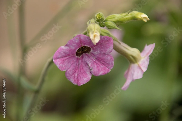 Obraz Flower bloom looking down