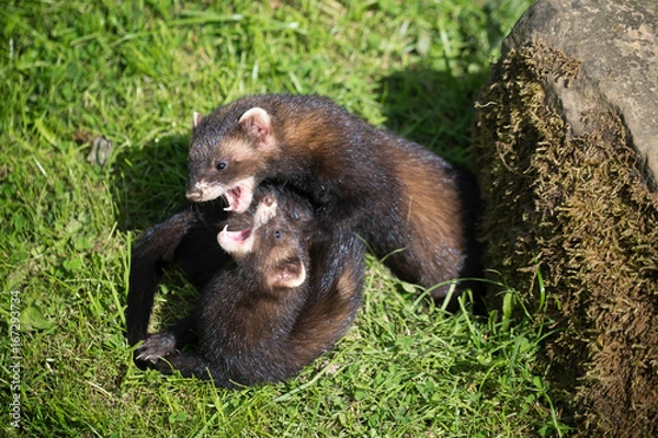 Fototapeta European Polecat (Mustela putorius) Play Fighting