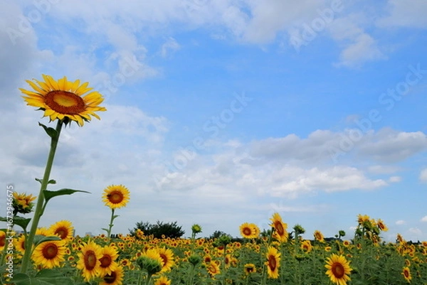 Obraz 日本　埼玉のひまわり