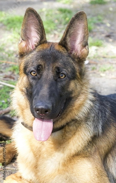 Fototapeta Portrait of a German shepherd