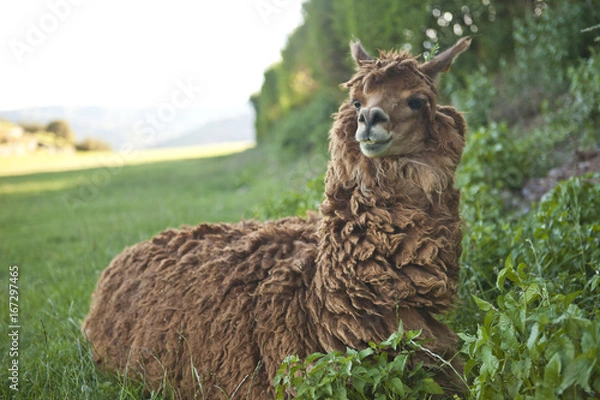 Obraz Brown Alpaca