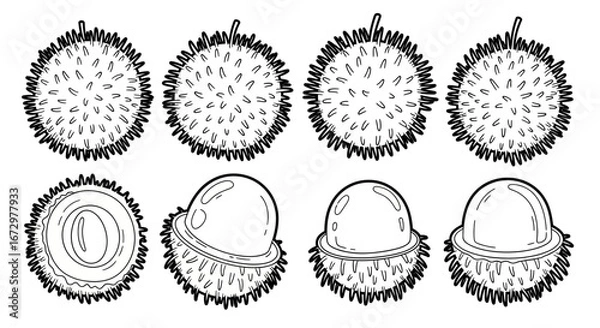 Fototapeta Black and white outline of whole and opened durians, the "king of fruits," known for their spiky exterior, on an isolated white background.