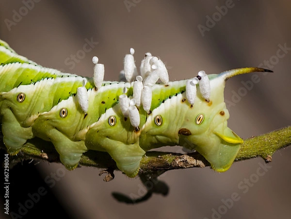 Obraz Tomato Catepiller with Wasp Cacoons