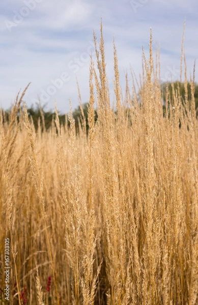 Obraz tall yellow grass meadow