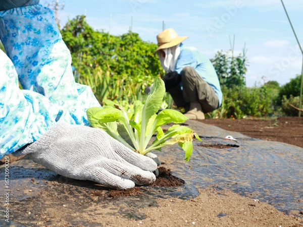 Obraz 白菜の苗を植える手