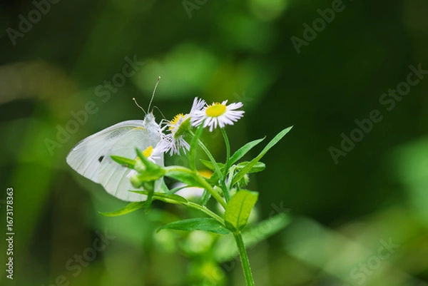 Obraz モンシロチョウ