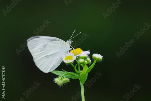 Obraz モンシロチョウ