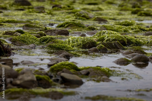 Fototapeta Seaweed at beach in Homer, Alaska.