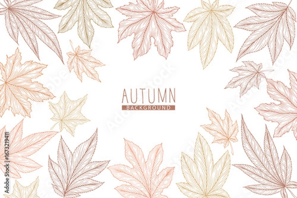 Fototapeta Vector illustration with hand drawn autumn maple leaves isolated on white background. Engraved line art fall leaf design for print, invitation, brochure, card, wallpaper, banner
