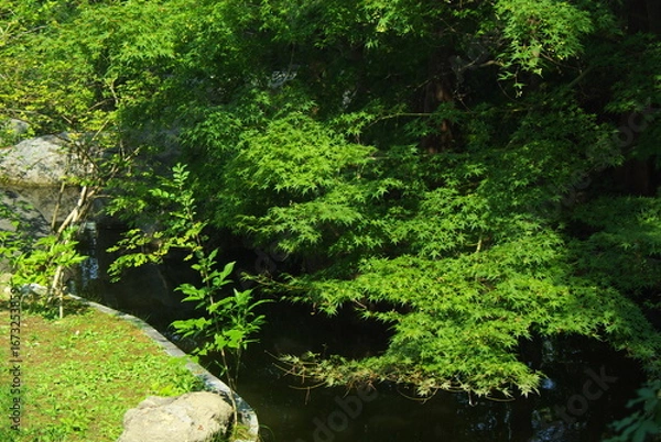 Obraz 夏の庭園のモミジ