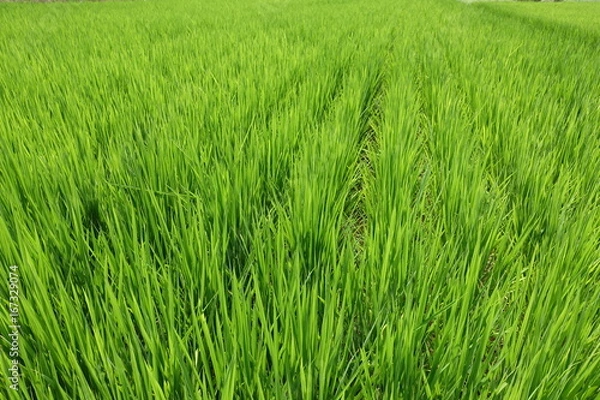 Fototapeta ８月の稲田