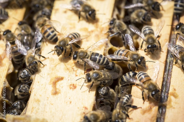 Fototapeta View of the working bees on honeycells