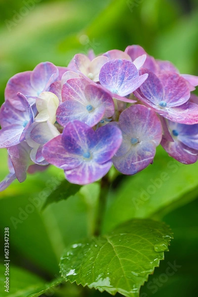 Obraz 雨に濡れた雨上がりの紫陽花の花