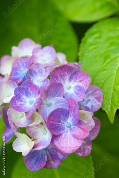 Obraz 水滴のついた雨上がりの紫陽花の花