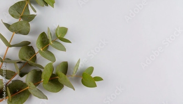 Fototapeta Quiet botanical — a delicate eucalyptus sprig with sharp leaf veins against a powder-blue gradient; background softly blurred; generous left-side copy space; airy natural window light, minimal color p