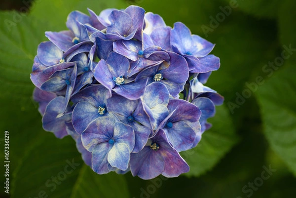 Obraz 絵画のような青い色をした紫陽花の花