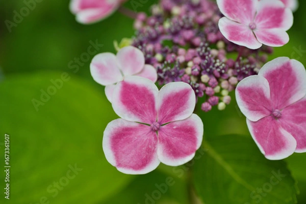 Obraz 白い縁取りのある美しい赤紫色の紫陽花の花