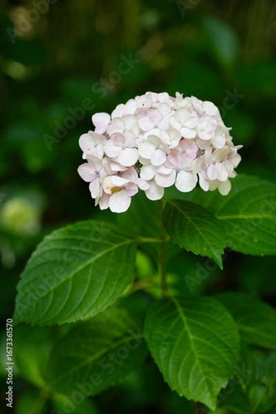Obraz 淡いピンク色の美しい紫陽花の花,