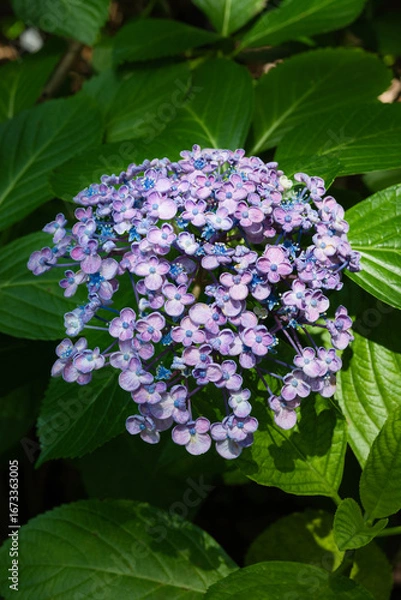 Fototapeta 小さな花がたくさん集まった紫陽花の花