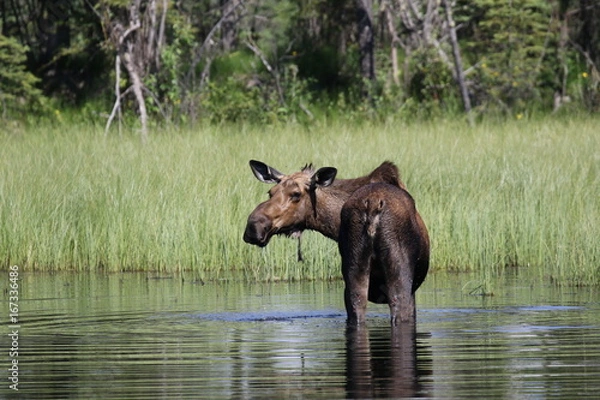 Obraz Moose in a lake, Alaska