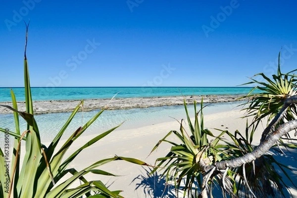 Obraz Pandanus palm on beach with reef background