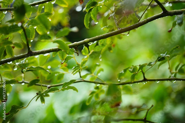 Obraz 雨上がりの庭の、水滴のついた木の枝