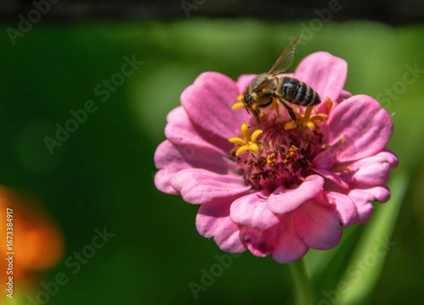 Obraz A bee pollinates pink garden flower