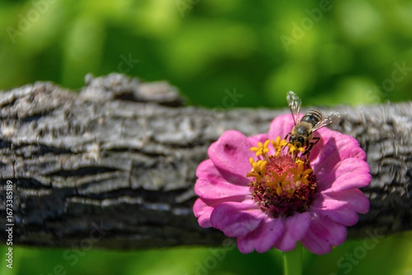 Obraz A bee pollinates pink garden flower
