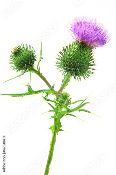 Obraz Kratzdistel (Cirsium vulgare) Blüten isoliert vor weißem Hintergrund
