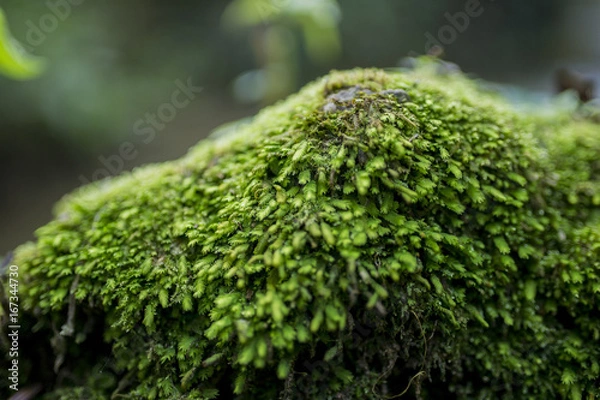 Fototapeta Lichen on a stone