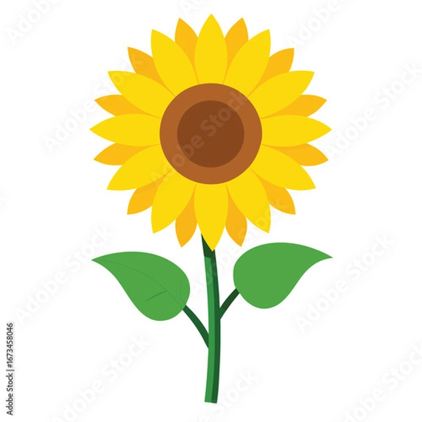 Obraz Sunflower isolated on white background vector illustration