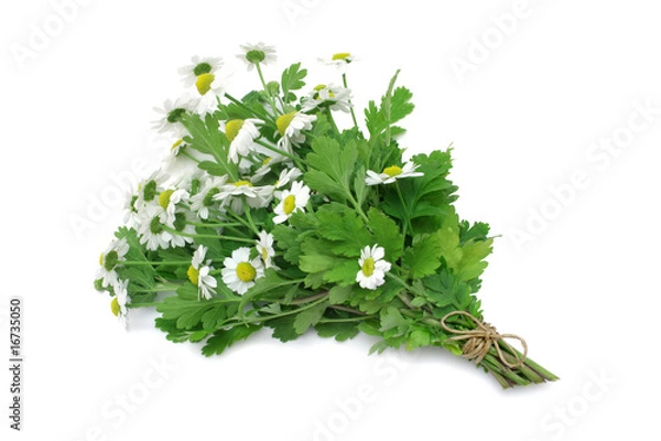 Obraz Feverfew (medicinal herb)