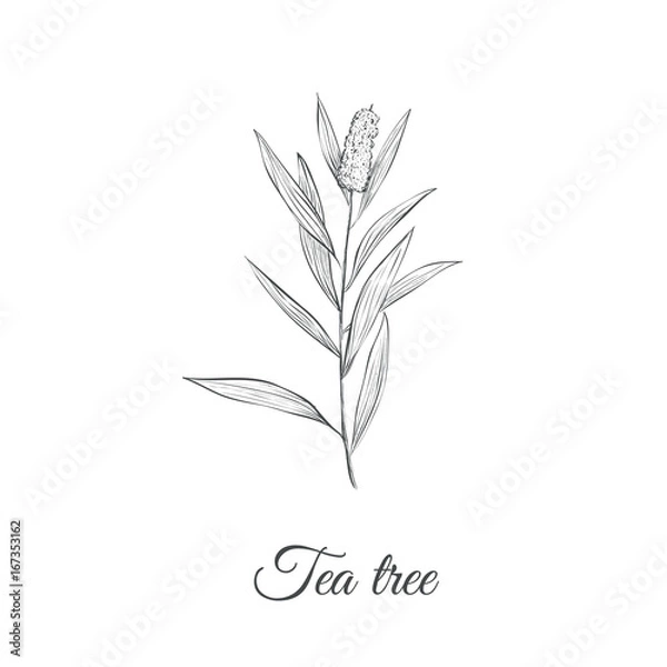 Obraz Tea tree sketch branch vector illustration. Tea tree