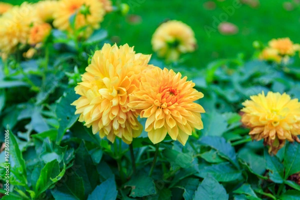 Fototapeta Yellow dahlia flowers in a garden