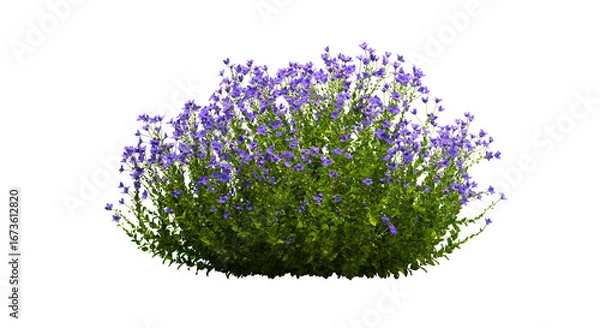 Fototapeta 3d render of Campanula ambella purple bush,,isolated over transparent background, PNG cut-out	