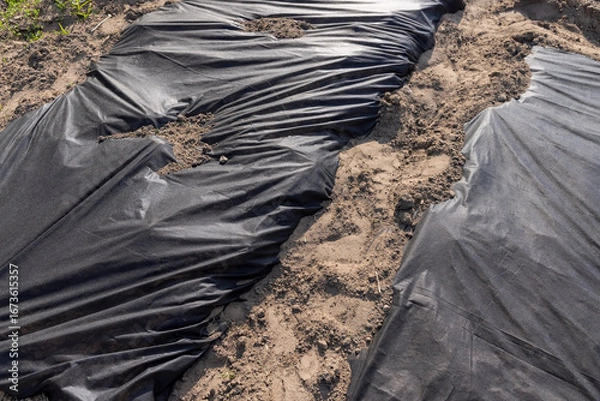 Fototapeta the ground in the field is covered with black dense cellophane to slow down or kill weeds, black dense mulch to control weeds