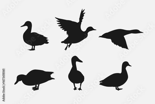 Obraz set of silhouettes of duck with different poses, gestures. isolated on white background. vector illustration.