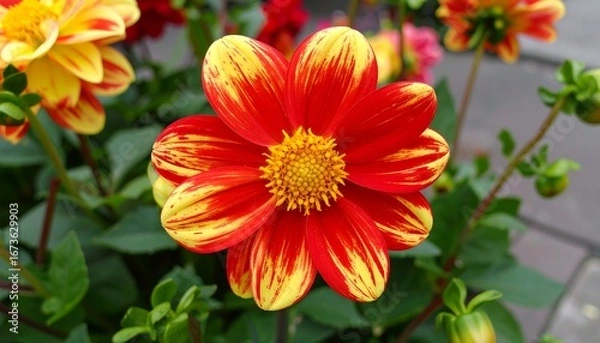 Fototapeta Striped Red and Yellow Dahlia Flower Closeup.