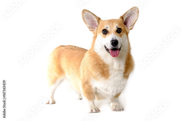 Obraz dog welsh corgi standing on white background