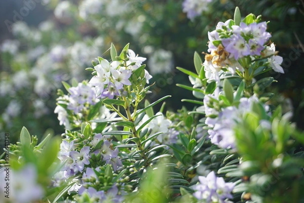 Obraz ニュージーランドの花