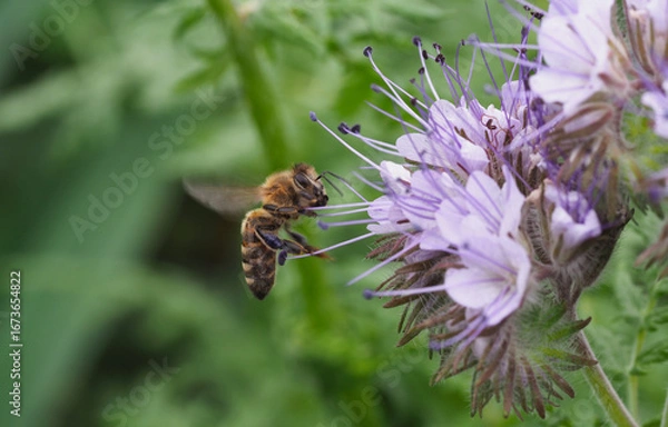 Obraz Bienentrachtpflanze mit Biene