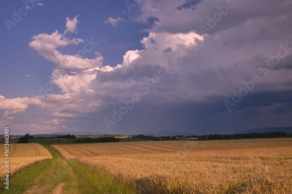 Obraz thundercloud over the fields of grain 
