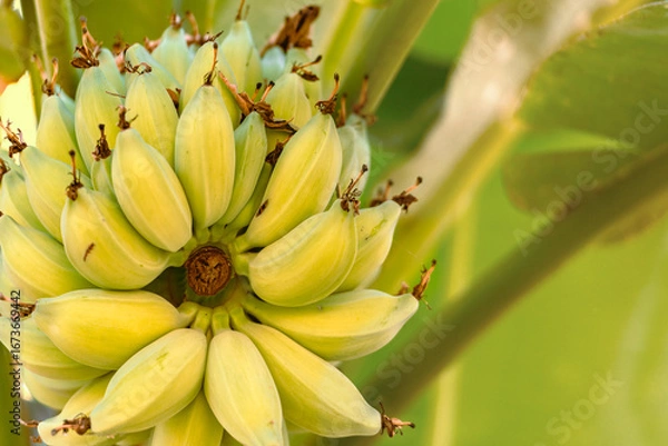 Fototapeta Bright yellow bananas on the tree bunch growing