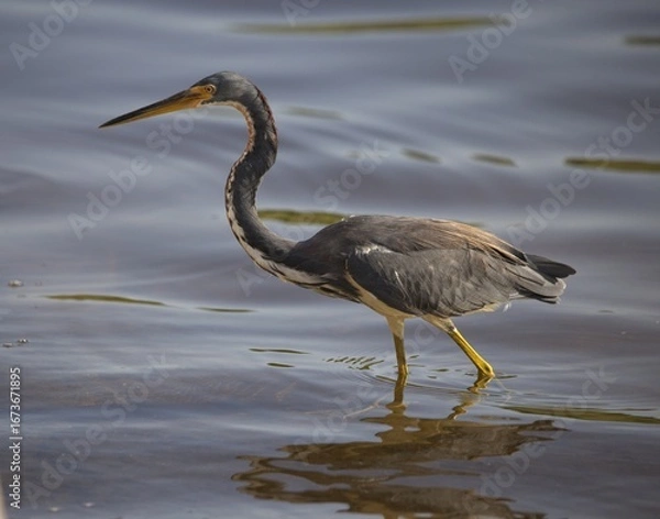 Fototapeta great blue heron