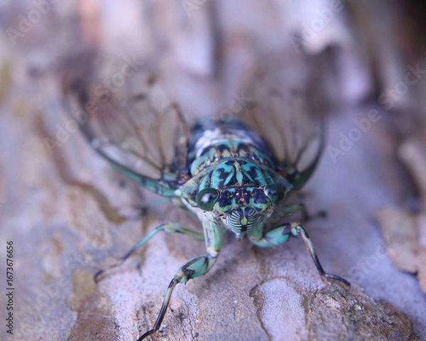 Fototapeta ミンミンゼミのオス