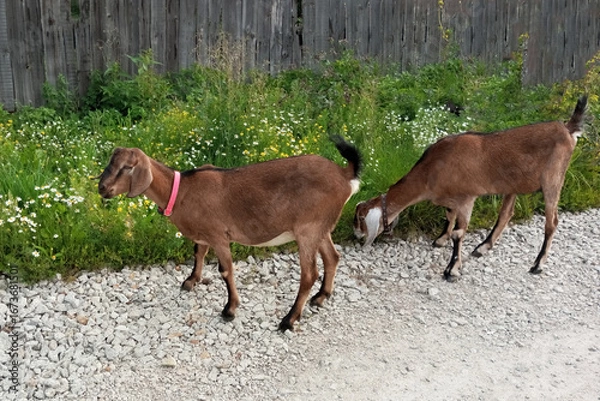 Obraz Two goats walking on a country road along a wooden fence during the summer daytime.
