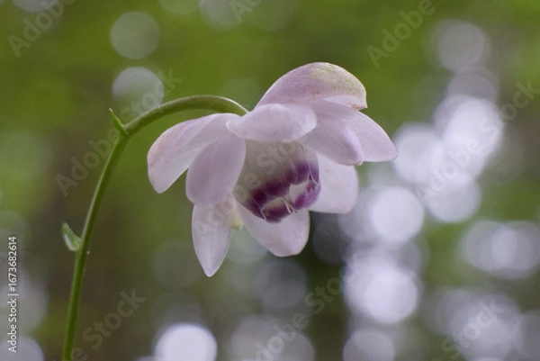 Obraz レンゲショウマ