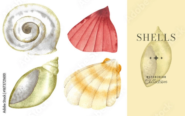Fototapeta Underwater set of shells, starfish. Watercolor illustration, hand drawn in gentle colors collection, isolated for cards, posters, packaging, labels, invitations, print